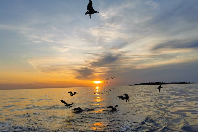 DOLPHIN WATCHING | Pula Boat - Practical details that can affect your day