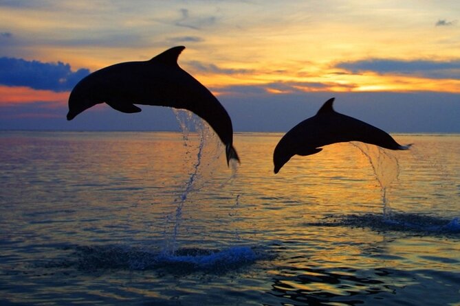 DOLPHIN WATCHING | Pula Boat - Searching for dolphins in a crowded stretch of water