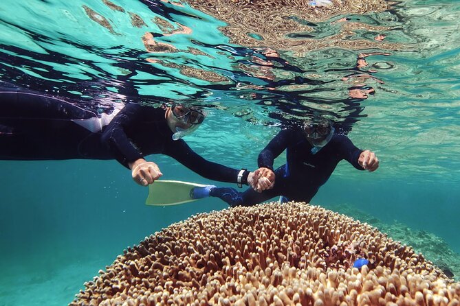 Dolphin Watching & Snorkeling - Leaving Marina Bandar Al Rowdha at 10:00 a.m.