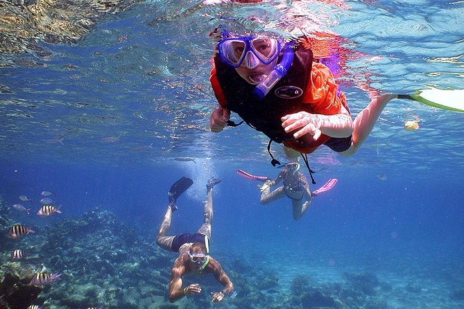 Dolphin Watching & Snorkeling - What the boat experience is really like