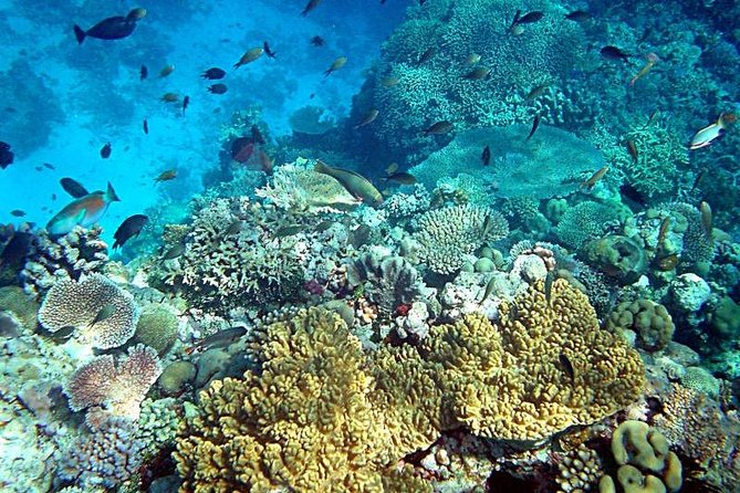 Dolphin Watching & Snorkeling - Is $86.16 a good value?