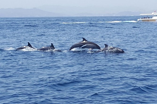 Dolphin Watching & Snorkeling - Who will enjoy this most?