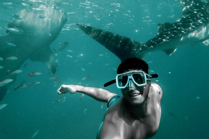 Dolphin Watching & Snorkeling - Muscat looks different from the sea