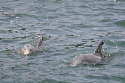 Dolphin-Watching Speedboat Cruise in Destin Harbor