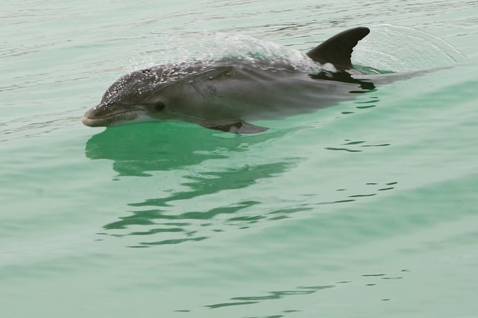 Dolphin-Watching Speedboat Cruise in Destin Harbor - Timing, length, and the real value of $58.85