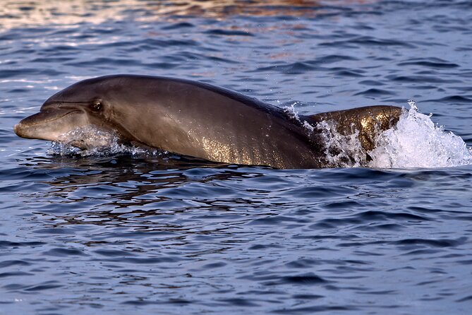 Dolphin Watching Sunset Boat Trip in Pula with Dinner - What the dinner is really like
