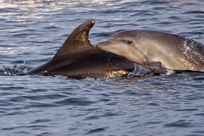 Dolphin Watching Sunset Boat Trip in Pula with Dinner - Booking and cancellation advice