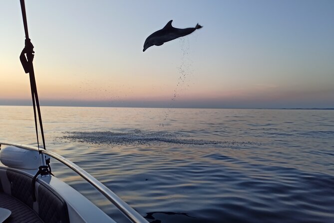 Dolphin Watching Sunset Speedboat Tour with Drinks in Rovinj - Who will enjoy this most