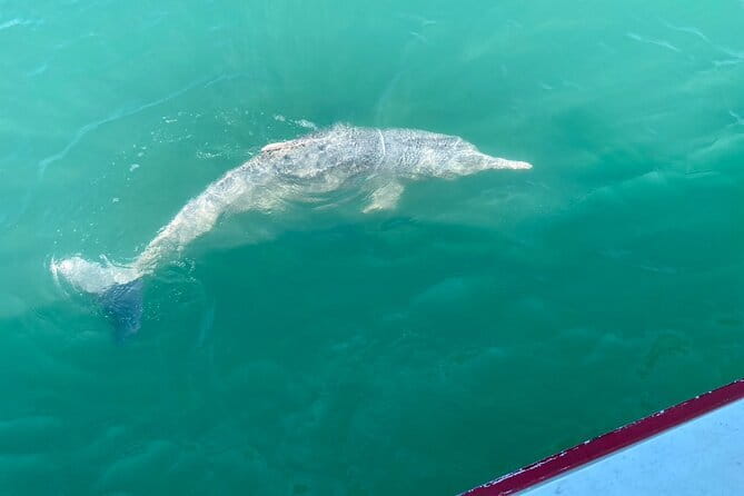 Dolphin Watching Tan and Pig Island Tour from Koh Samui - New Beach brings a pause and a buffet lunch