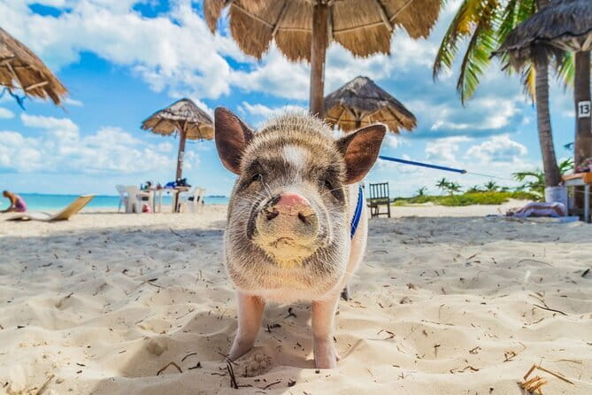 Dolphin Watching Tan and Pig Island Tour from Koh Samui - What the $67.38 price really covers