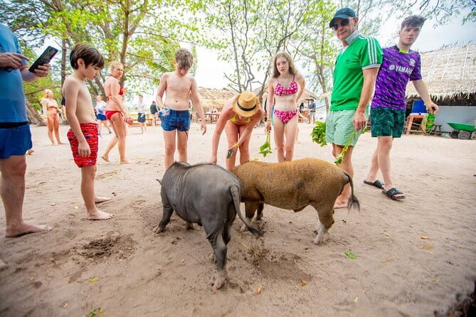 Dolphin Watching Tan and Pig Island Tour from Koh Samui - Who will enjoy this five-hour outing