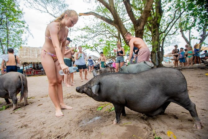 Dolphin Watching Tan and Pig Island Tour from Koh Samui - Koh Tan offers the best water activity