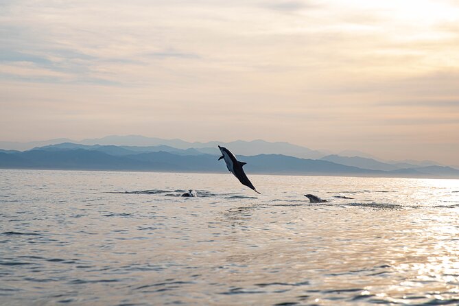 Dolphin Watching Tour - Why this Puerto Escondido boat trip is worth considering