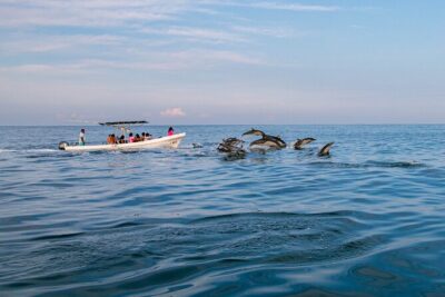 Dolphin Watching Tour