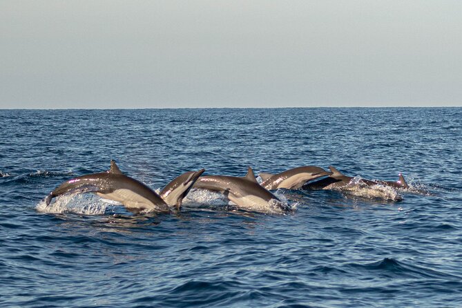 Dolphin Watching Tour - Turtles, rays and the wider Pacific wildlife