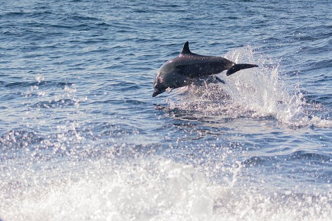 Dolphin Watching Tour - Whale season from November through March
