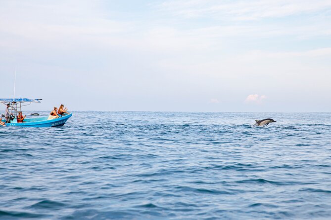 Dolphin Watching Tour - Swimming and snorkeling near the dolphins