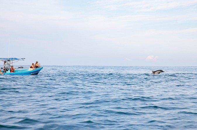 Dolphin Watching Tour - The rough ride and how to prepare
