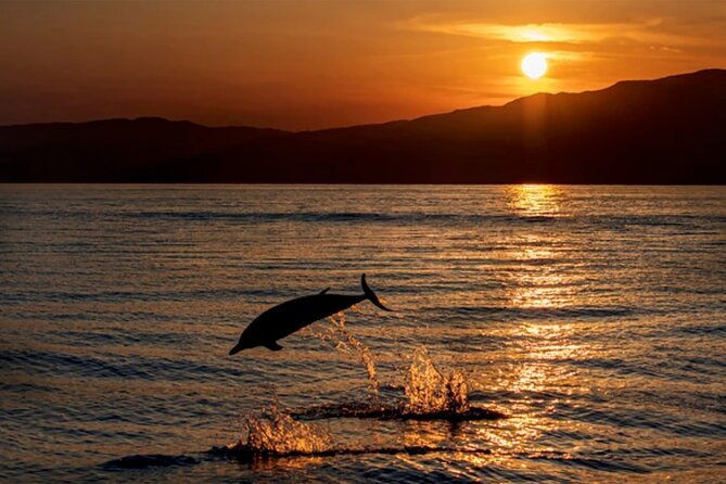 Dolphin Watching Tour – 85% Chance – Drinks & Dinner Included - Key points to know before you board