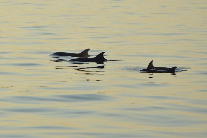 Dolphin Watching Tour – 85% Chance – Drinks & Dinner Included - What this Medulin sunset cruise really offers