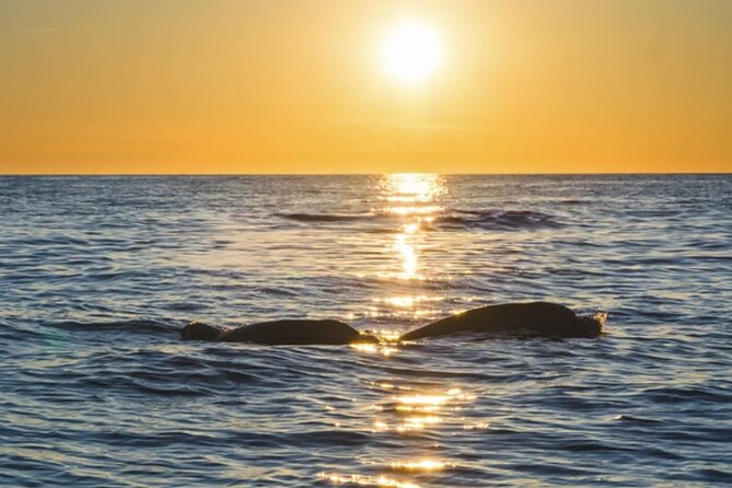 Dolphin Watching Tour – 85% Chance – Drinks & Dinner Included - Porer Lighthouse and the best photo stop