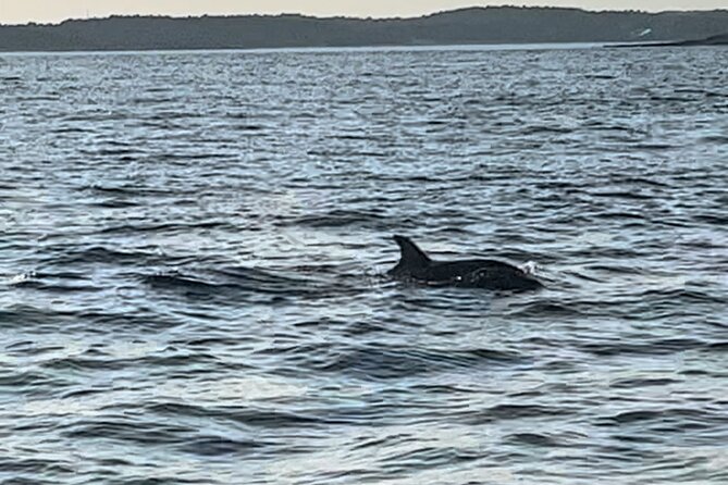 Dolphin Watching Tour – 85% Chance – Drinks & Dinner Included - Searching for dolphins in open water