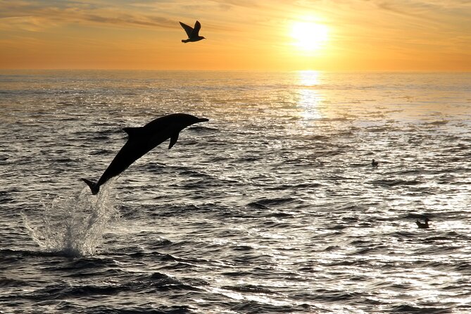 Dolphin Watching Tour – 85% Chance – Drinks & Dinner Included - Dinner at sea: useful, included, and fairly basic