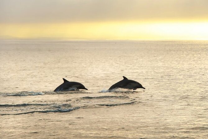 Dolphin Watching Tour – 85% Chance – Drinks & Dinner Included - Timing, weather, and the three-hour promise