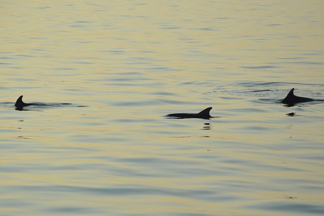 Dolphin Watching Tour – 85% Chance – Drinks & Dinner Included - Starting at Medulin Riva at 5:30 pm