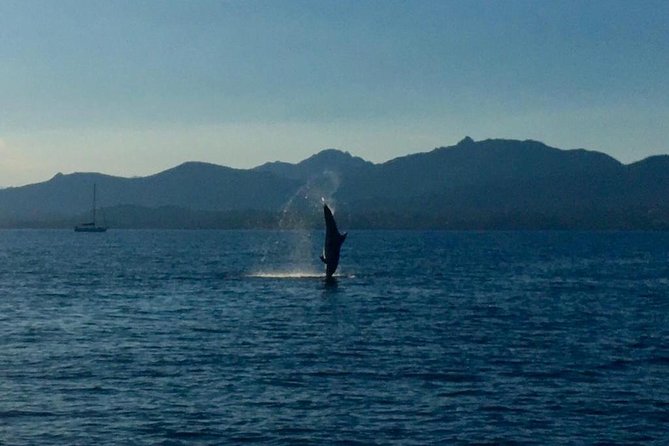 Dolphin Watching Tour - from Golfo Aranci - Key points before you book