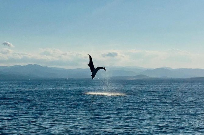 Dolphin Watching Tour - from Golfo Aranci - Leaving from Sos Aranzos Beach