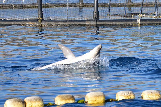Dolphin Watching Tour - from Golfo Aranci - What dolphin watching is really like