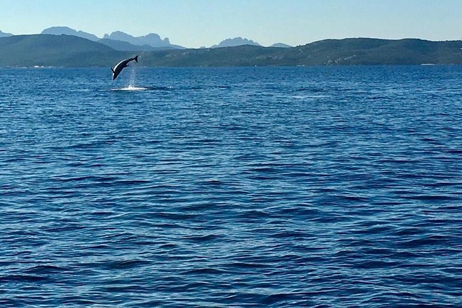Dolphin Watching Tour - from Golfo Aranci - Timing, comfort, and what to bring