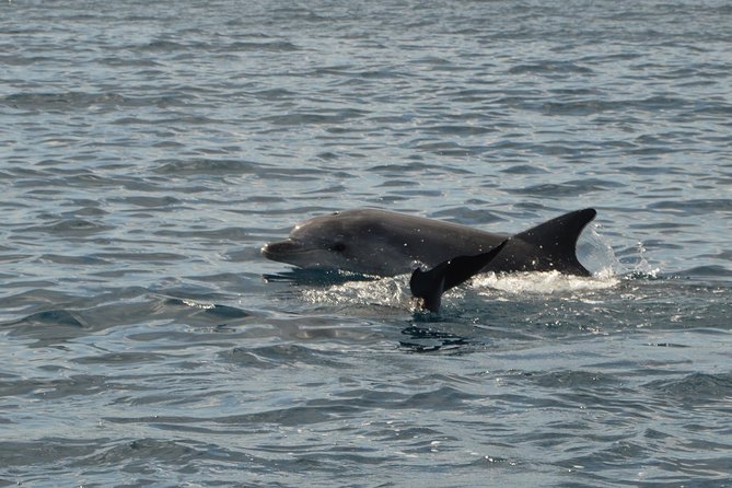 Dolphin Watching Tour - from Golfo Aranci - Around Capo Figari and Figarolo Island