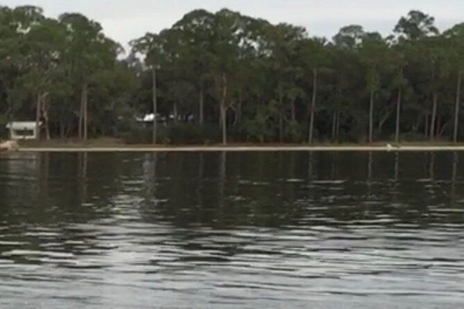 Dolphin Watching Tour in Orange Beach - What the 36-person limit means
