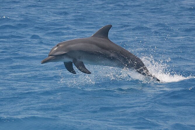 Dolphin Watching Tour & Josani Forest Sea Trip - Zanzibar - Snorkeling above coral and marine life