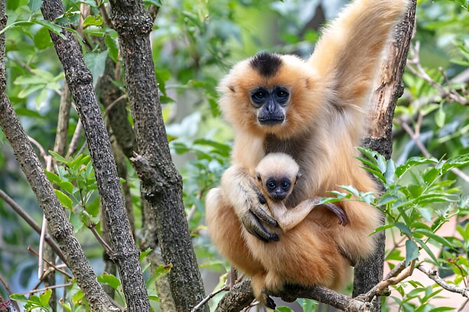 Dolphin Watching Tour & Josani Forest Sea Trip - Zanzibar - What the $75 price really covers