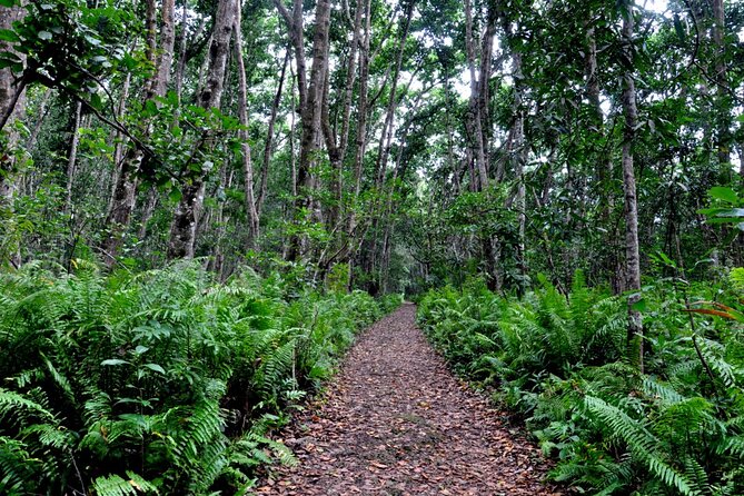 Dolphin Watching Tour & Josani Forest Sea Trip - Zanzibar - The guide can shape the whole day