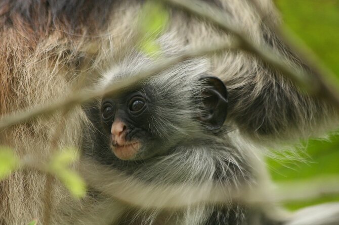 Dolphin Watching Tour & Josani Forest Sea Trip - Zanzibar - Who will enjoy this Zanzibar day most