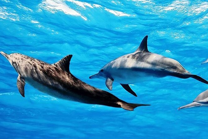 Dolphin Watching Tour & Josani Forest Sea Trip - Zanzibar - Practical details before you reserve