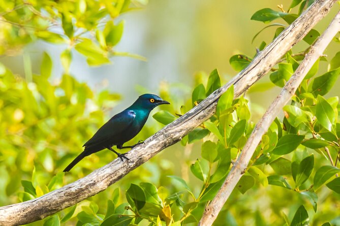 Dolphin Watching Tour & Josani Forest Sea Trip - Zanzibar - Walking beneath the trees at Jozani Forest