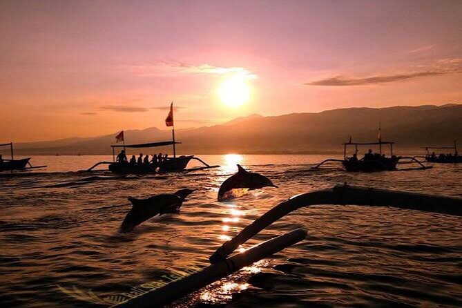 Dolphin Watching Tour, Swimming with Dolphins and Snorkeling - Watching dolphins in the open water