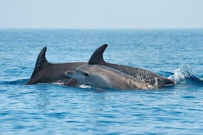 Dolphin Watching Tour with Snorkeling from Olbia - Key points to know before booking