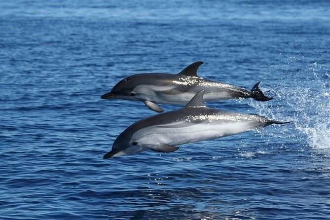 Dolphin Watching Tour with Snorkeling from Olbia - Cala Moresca: the main dolphin search