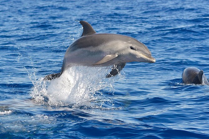 Dolphin Watching Tour with Snorkeling from Olbia - The boat, group size, and comfort
