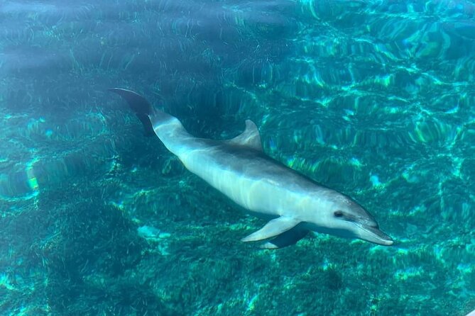 Dolphin Watching Tour with Snorkeling from Olbia - The guides make a real difference