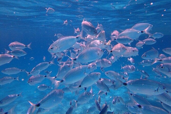Dolphin Watching Tour with Snorkeling from Olbia - Leaving Olbia for Golfo Aranci
