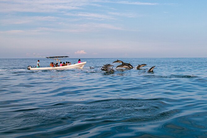Dolphin Watching Tour - Why a speedboat changes the outing