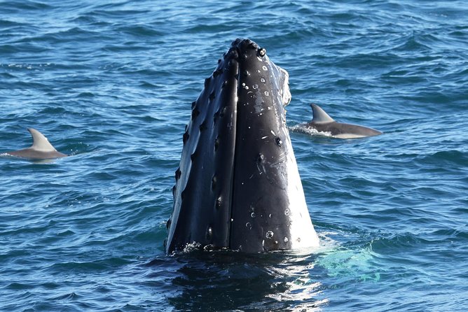 Dolphin & Whale Cruise - Key things to know before you go