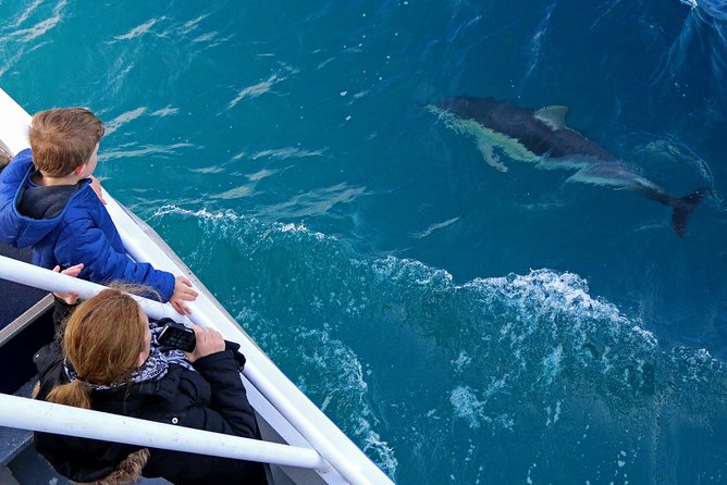 Dolphin & Whale Cruise - From San Remo Jetty toward open water